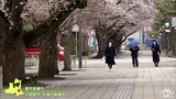 青森県内各地で最早の桜開花　十和田市官庁街通りの1.1キロの並木道は春の装い|TBS NEWS DIG