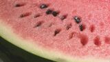 暑い夏にぴったり!河北潟干拓地の「大玉すいか」初出荷|TBS NEWS DIG