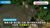 アマミノクロウサギ交通事故死 過去最多を更新 個体数増加が背景か 鹿児島県 | 鹿児島のニュース|MBC NEWS|南日本放送