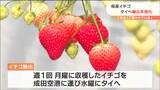 「良いものおいしいものを」宮城産イチゴ　販路拡大でタイへの輸出が本格化　|　宮城のニュース│tbc NEWS│tbc東北放送