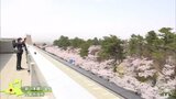 「弘前さくらまつり」15日から“準まつり”4年ぶりに市役所屋上を開放！見下ろす満開の桜を楽しむ|TBS NEWS DIG