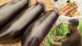 岩手県南はナス生産さかん 秋ナスのおいしさを広く知ってもらうために生産者がイベント その名も「ナスフェス」 一関市|TBS NEWS DIG
