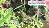 10か所で3月の最高気温更新 高知県四万十市ではトンボの羽化も 四万十市江川崎は29.8℃ | 高知のニュース・天気|KUTV NEWS | KUTVテレビ高知