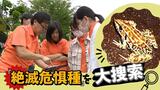 田んぼから消えた「トノサマガエル」絶滅危惧種を探して研究員と記者が“大捜索” | 福岡のニュース|RKB NEWS|RKB毎日放送
