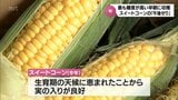 最も糖度が高い早朝に収穫 スイートコーンの「午後せり」 宮崎市中央卸売市場で始まる | MRTニュース | MRT宮崎放送