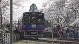 震災から2度目の満開   石川・穴水の「能登さくら駅」 花見客で大にぎわい|TBS NEWS DIG