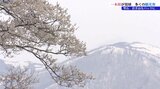小岩井農場の一本桜満開 国内外から多くの観光客訪れる 岩手・雫石町|TBS NEWS DIG