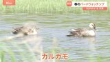 「どこにいるんだ？」愛鳥週間に初めてのバードウォッチング　都立東京港野鳥公園　新緑の季節あと1週間すればカルガモの親子が見られるかも？【SUNトピ】|TBS NEWS DIG