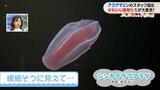 虹色に光る「シンカイウリクラゲ」繊細そうに見えて・・・【ぷくぷくキュンアニマルズ㉒】|TBS NEWS DIG