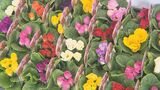 大分県花き展 スイートピーやシクラメンなど212点展示 | 大分のニュース|OBS NEWS|大分放送