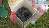 甘酸っぱくておいしい~園児がブルーベリーの摘み取りを体験 岩手・奥州市|TBS NEWS DIG