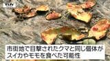 スイカやモモが食い荒らされ...鶴岡市でクマの食害相次ぐ 19日市街地出没クマと同じ個体か(山形) | 山形のニュース│TUYテレビユー山形