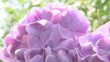 「綺麗なあじさいを堪能していただければ」　あじさいの名所　70種類 3万株が咲き誇る　山梨・南部あじさいまつり|TBS NEWS DIG