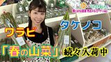 ワラビ、タケノコ、ウド…“春の山菜”が豊富!午前中で売り切れるほど人気の伝統野菜や焼きおにぎりも【朝イチ行ってきました】青森・大鰐町の産直 | 青森のニュース│ATV NEWS│青森テレビ