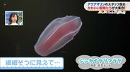 虹色に光る「シンカイウリクラゲ」繊細そうに見えて・・・【ぷくぷくキュンアニマルズ㉒】 | 福島のニュース│TUF