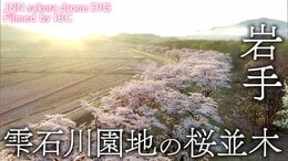 雫石川園地の桜並木 ~朝日に照らされて~ 岩手県雫石町【JNN sakuraドローンDIG】|TBS NEWS DIG