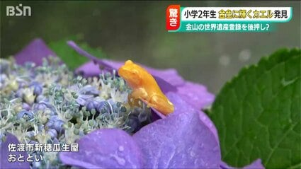 金色に輝く”アマガエルのヒミツ！「大人サイズまで成長するのは“さらに