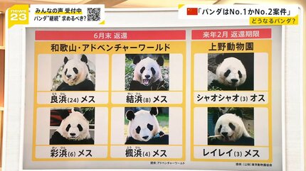 和歌山“パンダの町”が騒然…新たな貸与に中国は前向き？「パンダ
