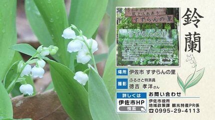 可憐なスズラン1万株が見頃「すずらんの里」鹿児島・伊佐市 | 鹿児島の
