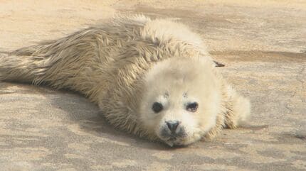 うみたまごに白い天使！アザラシの赤ちゃん誕生 わずか数週間の限定姿