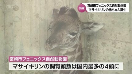 マサイキリンの赤ちゃんが誕生 今は大人の足ほどの背丈 宮崎市