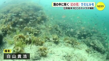 海の中に咲く「幻の花」ウミヒルモ 広島・江田島沖で撮影 | RCC NEWS