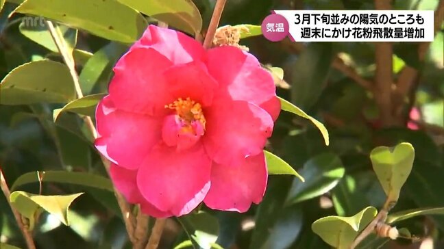 美郷町神門で18.6℃ 宮崎空港で18.1℃など 3月並みの暖かさ　週末にかけて花粉の飛散量が増加の見込み|TBS NEWS DIG