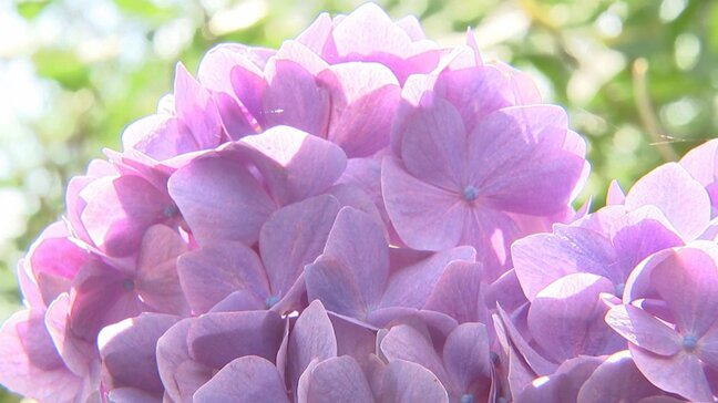「綺麗なあじさいを堪能していただければ」　あじさいの名所　70種類 3万株が咲き誇る　山梨・南部あじさいまつり|TBS NEWS DIG