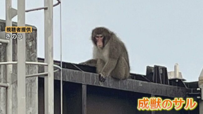 海辺の街にサル出没「私の方に向かって…」捕獲の職員に飛びかかり逃走…近くには公民館や小学校も　富山・滑川市|TBS NEWS DIG