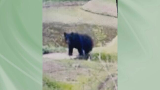 エサ求めて往来か いわき市山田町でクマ 南部では初の写真撮影 福島|TBS NEWS DIG