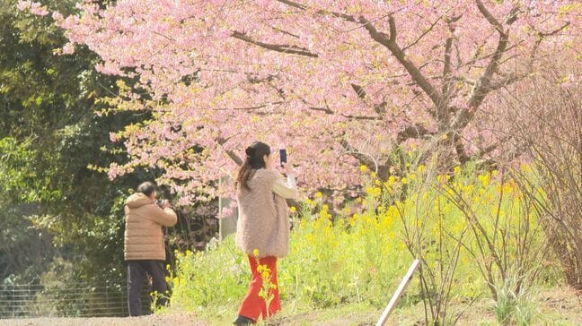 「河津桜」と「ミモザ」が共演　ピンクと黄色の春色が満開　大分・日出町|TBS NEWS DIG