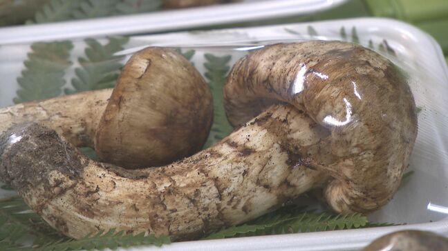 冷え込みを秋と勘違い！？　限られた時期にしか採れない「サマツタケ」並ぶ　次いつ入荷されるかは分からない・・・山口市|TBS NEWS DIG