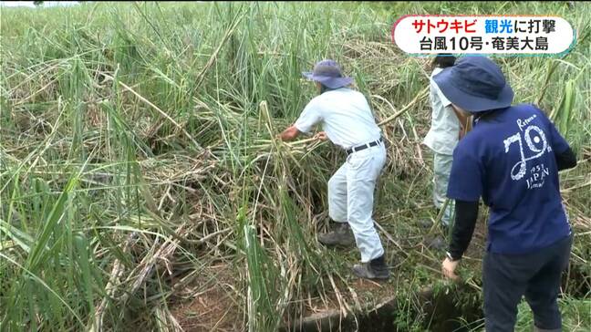 農業や観光にも・・・奄美大島　台風10号の爪痕　鹿児島県|TBS NEWS DIG