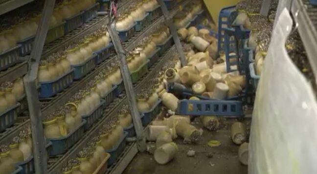 「もう笑うしかない」能登半島地震でブナシメジの培養棚が崩壊 異物混入のおそれで4万株全てを廃棄 生産再開の見通し立たず|TBS NEWS DIG