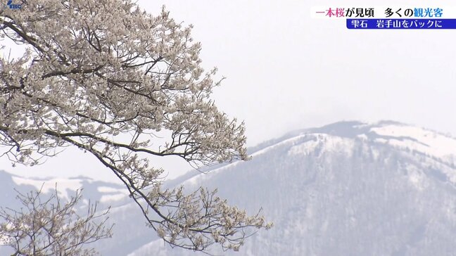 小岩井農場の一本桜満開　国内外から多くの観光客訪れる　岩手・雫石町|TBS NEWS DIG