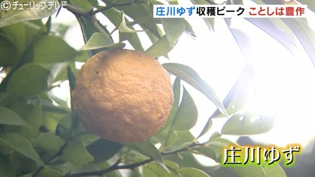 夏の猛暑乗り越え色づき良好…特産「庄川ゆず」収穫ピーク「表年」で豊作、生産者も笑顔　15日からゆず祭り　富山・砺波市|TBS NEWS DIG