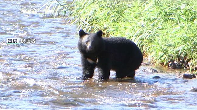 クマ被害や目撃なぜ多い？ 冬眠しないクマ増える？ 遭遇しないためには？ 専門家に聞いてみた|TBS NEWS DIG