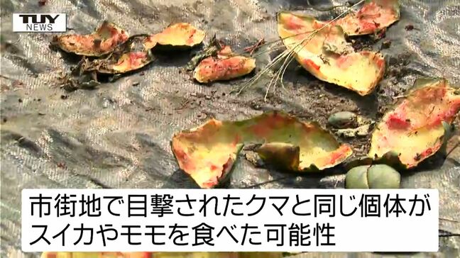 スイカやモモが食い荒らされ...鶴岡市でクマの食害相次ぐ　19日市街地出没クマと同じ個体か（山形）|TBS NEWS DIG