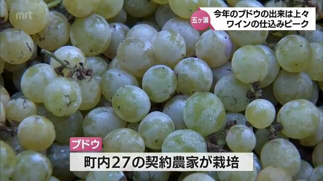ワインの仕込みがピークを迎える　五ケ瀬ワイナリー|TBS NEWS DIG