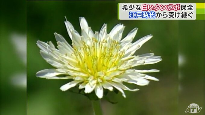 一族が守り続けてきた“白い”タンポポ　大学教授も協力して「クローン」で「みんな」で未来に残したい“生きる文化遺産”　|　青森のニュース│ATV NEWS│青森テレビ