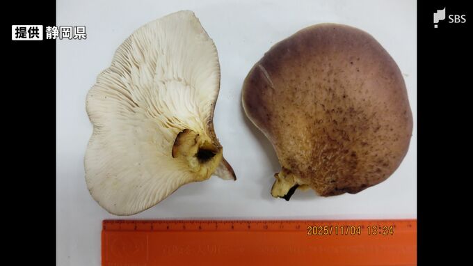 野生しいたけと誤認し“毒キノコ”持ち帰り食べる 11人が嘔吐の症状 ツキヨタケによる食中毒＝静岡・御殿場市|TBS NEWS DIG