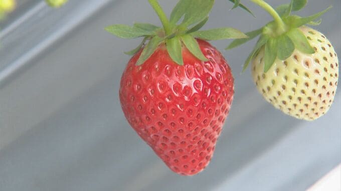 「ここまで暑くなってほしくないというのが正直なところです」3月中旬並み「暖かさ」イチゴ農園困惑　|　BSSニュース | BSS山陰放送