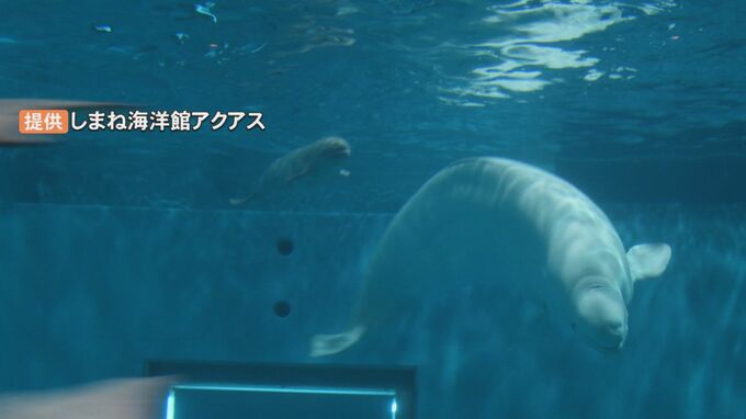 母親急死のシロイルカの赤ちゃん　飼育員に育てられ無事１か月　島根県立しまね海洋館アクアス　応援メッセージも多数　今後SNSに写真掲載も　|　BSSニュース | BSS山陰放送