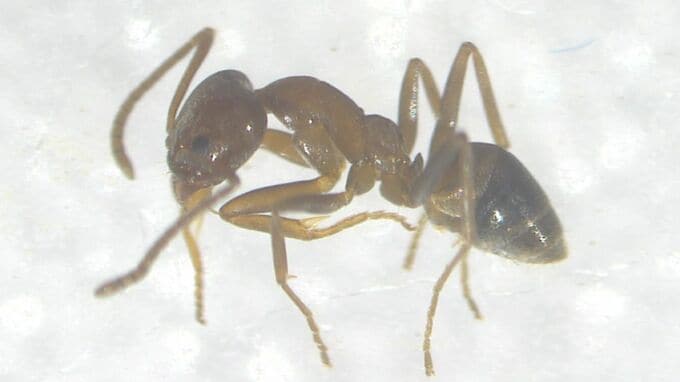 特定外来生物「アルゼンチンアリ」高知市と南国市で約100匹見つかる　高知県内での発見は2023年以来2例目　生態系を壊すおそれも　|　高知のニュース・天気｜KUTV NEWS | KUTVテレビ高知