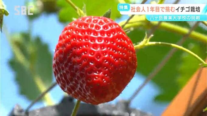 「テクノロジーを駆使したらできるという実証をしてみたい」AIをフル活用してイチゴ栽培　八ヶ岳農業大学校の挑戦　長野|TBS NEWS DIG