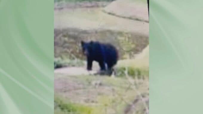 【クマ出没情報】いわき市、須賀川市の阿武隈川河川敷、白河市、猪苗代町で目撃　24日午後から25日朝　|　福島のニュース│TUF