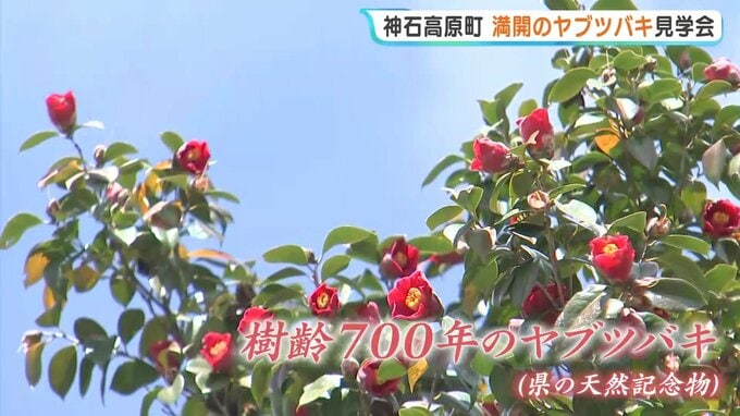 樹齢700年　境内染める「赤い絨毯」　神石高原町でヤブツバキが満開　1315年の植樹から衰えぬ生命力　広島|TBS NEWS DIG