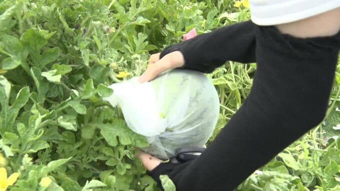 害虫セグロウリミバエの防除対策を施した「スイカ」を収穫　中部農林高校|TBS NEWS DIG