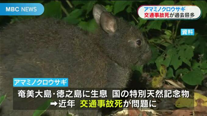 アマミノクロウサギ交通事故死　過去最多を更新　個体数増加が背景か　鹿児島県　|　鹿児島のニュース｜MBC NEWS｜南日本放送