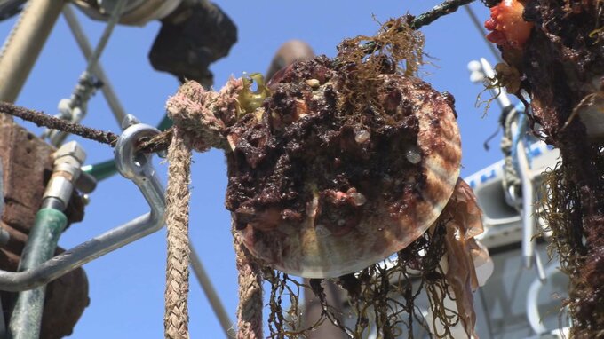 貝毒によるホタテガイの自主規制　北部、山田湾、三陸町の３海域で解除　残る６海域は規制続く　岩手県漁連　|　IBC NEWS | IBC岩手放送